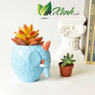 Chậu trồng cây để bàn mini sen đá xương rồng nhỏ xinh Voi Xanh