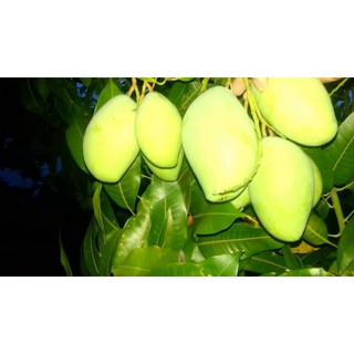 Cây giống xoài keo