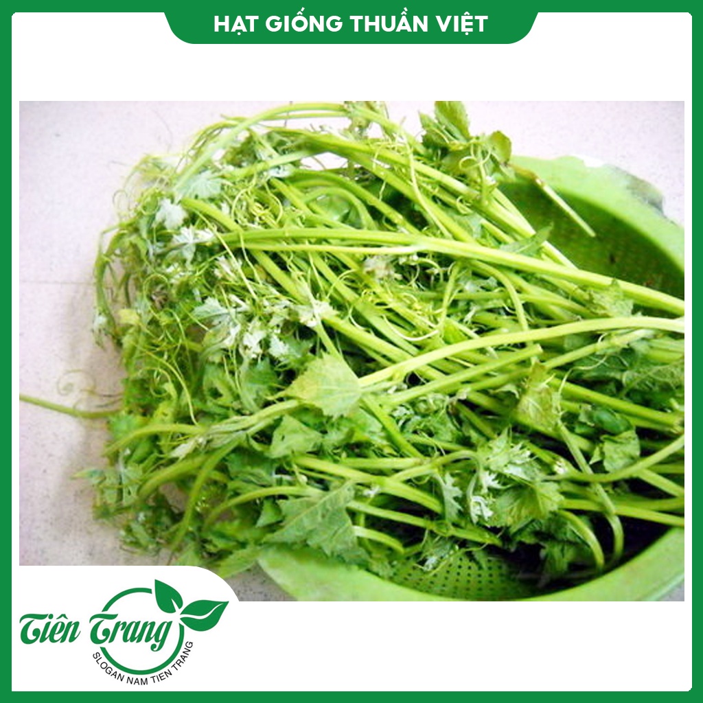 Hạt giống Mướp ăn đọt TN
