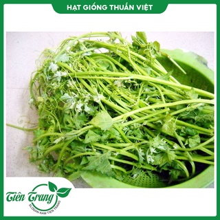 Hạt giống Mướp ăn đọt TN
