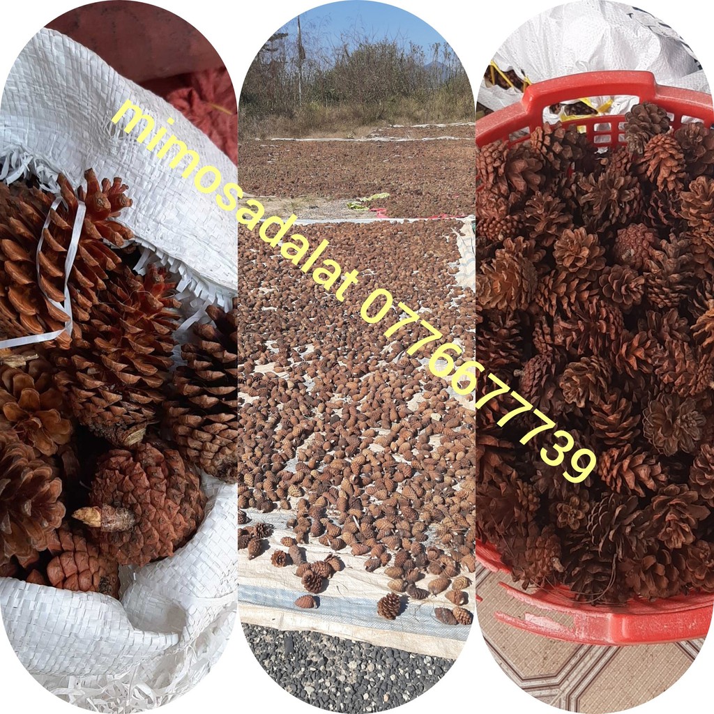 Set 100 Quả thông khô nhiều cỡ- Trái thông Đà Lạt không gãy cánh