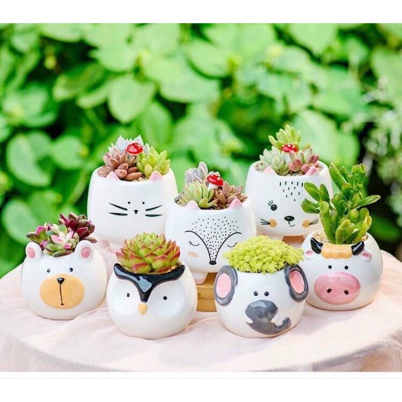 Chậu thú cute, trồng cây để bàn, chậu dễ thương nhiều hình ngộ nghĩnh