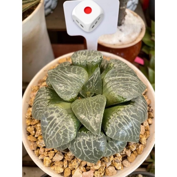 SEN ĐÁ DÒNG HAW LOẠI ĐẸP