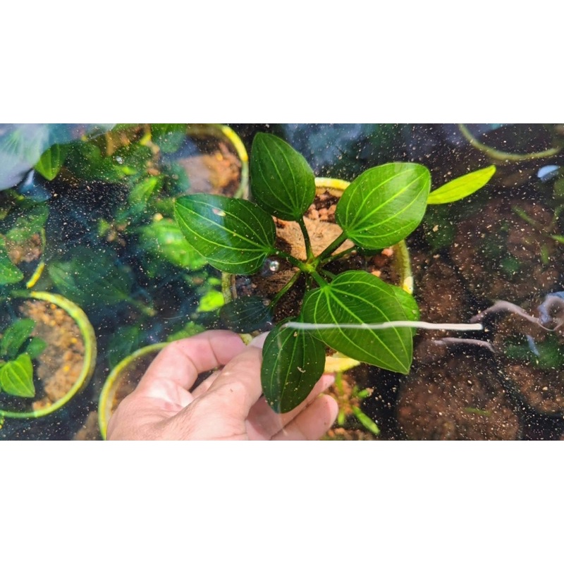 Trầu Echinodorus iguazu 2009 - trầu 09 cây thuỷ sinh khá hiếm và dễ trồng