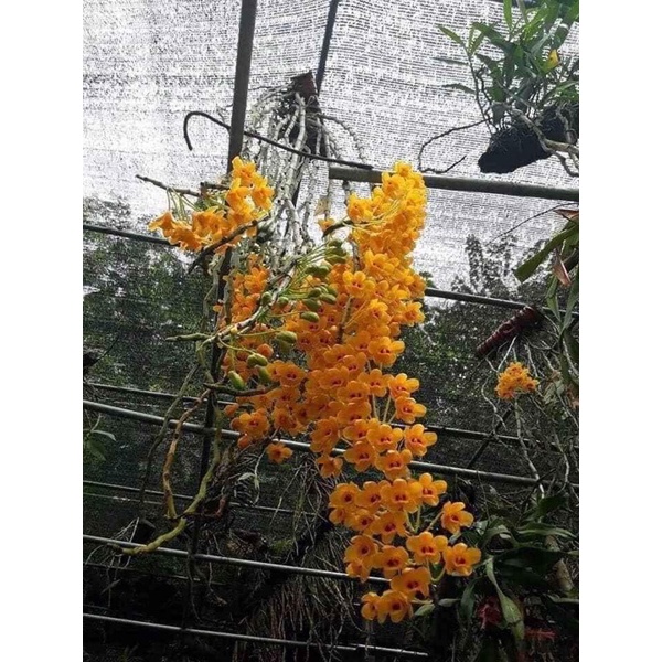 🍀HÀNG ĐẸP🍀Hoa Lan phi điệp vàng hàng rừng Tây Bắc(1 bó như hình cuối)