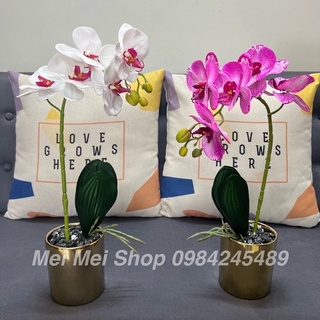 Chậu Lan hồ Điệp Trắng Tím