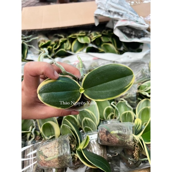 Hồ Điệp Lá Biên - Phát Tài - Cây Con Trồng Chậu 1.7