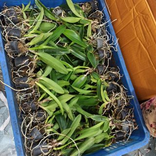 Combo 4 Mã lan Cattleya Nhập Thái Lan