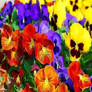 Trọn Bộ Sản Phẩm Trồng Hạt Giống Hoa Panse - Pansy - Cánh Bướm + Bộ Hỗ Trợ 3 Viên Nén Ươm Mầm Và 1 Gói Thuốc Trừ bệnh