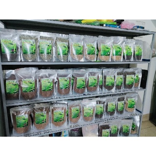 Hạt giống mầm lúa mì/lúa mạch gói 1kg