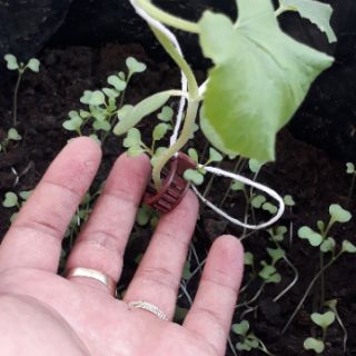 100 CÁI KẸP THÂN CỐ ĐỊNH DÂY.