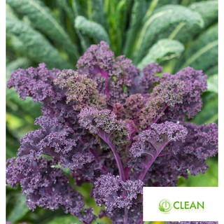 Hạt giống Cải lá Xoăn tím Kale (30 hạt)