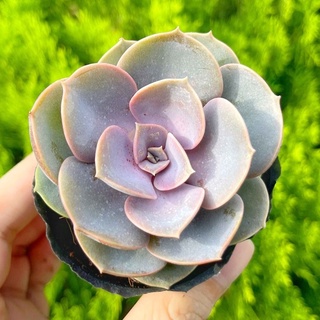 Sen đá hồng 3-5cm - vườn sen đá