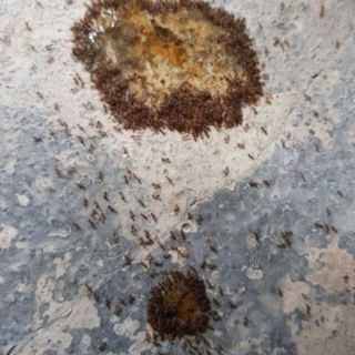Sét 3 lọ thuốc diệt kiến, diệt dán