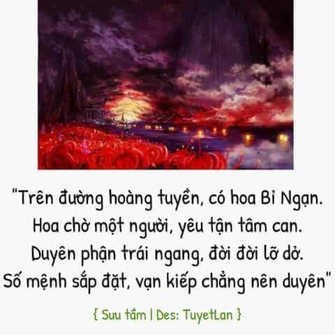 Củ giống Hoa Bỉ Ngạn - 5 màu đỏ, hồng, tím nhạt, trắng, vàng.