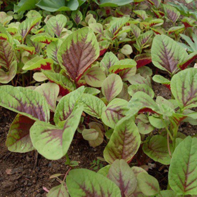 Hạt giống rau dền khoang cao sản F1