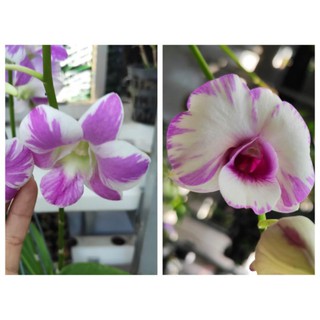 chai mô dendro chớp lại chớp