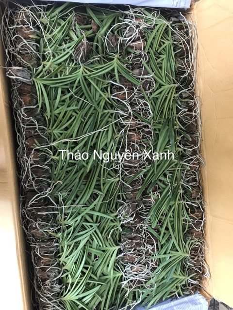 Mokara Tím Keniku - Cây Giống Cao Tầm 35cm