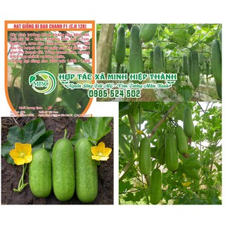 Sale off Hạt giống bí đao chanh cực đẹp.