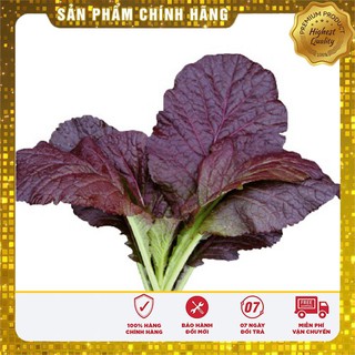 Hạt giống cải canh lá đỏ -20gr