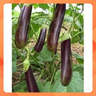 Hạt giống cà nâu cơm xanh