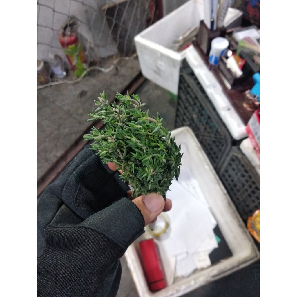 Lá tươi Thyme,Basil,Rosemary,Parsley fresh leaves Tươi Nấu Ăn ,Giâm Cành Trồng bó 50g/100g