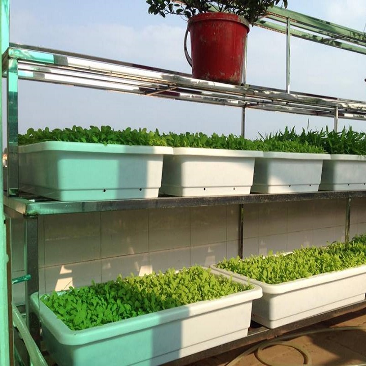 Khay Nhưa Trồng Rau Sạch