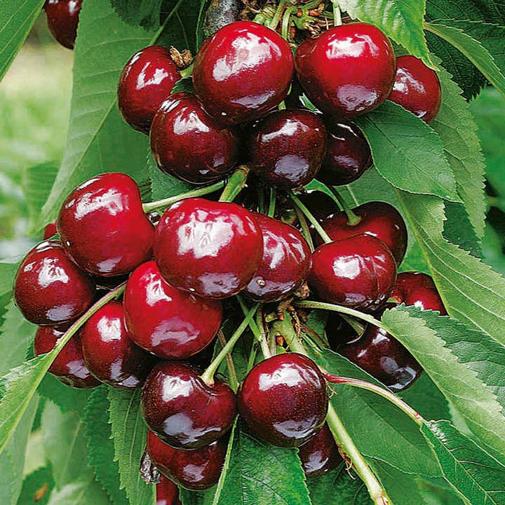 Hạt giống cherry (tặng kèm phân)