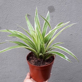 Khóm cây cỏ lan chi