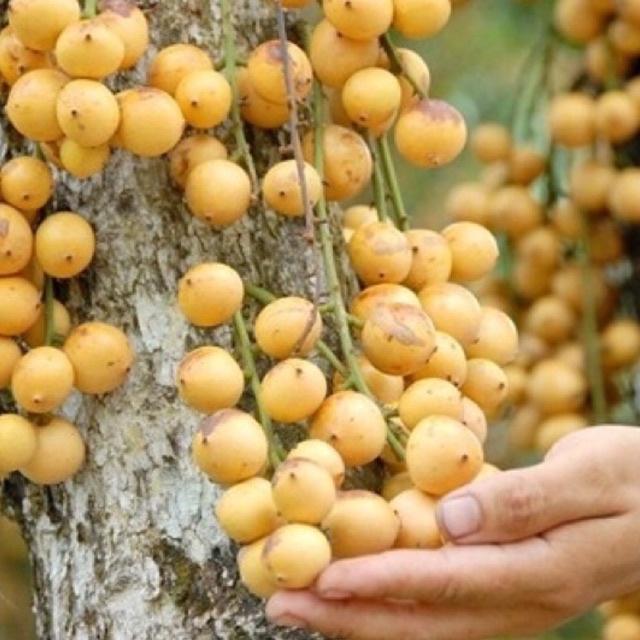 Cây bòn bon (dâu da đất ) ghép cành cao 40-70 cm 1 năm ra quả