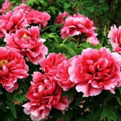 Hạt Giống Hoa Mẫu Đơn Mix Đủ Màu (gói 10 hạt, tặng phân)