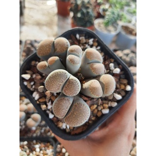 [VIP] Sen Mông, Lithops nhiều đầu