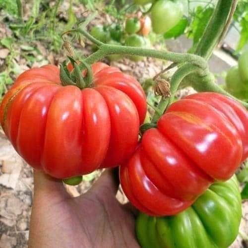 [Seeds] Hạt giống cà chua hoa thị (giống cà chua múi), đóng gói 0,1gr