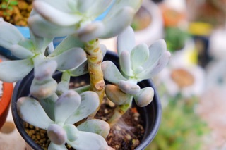 SEN ĐÁ SỎI TRẮNG CỔ THỤ