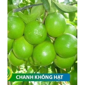 Cây chanh tứ quý không hạt