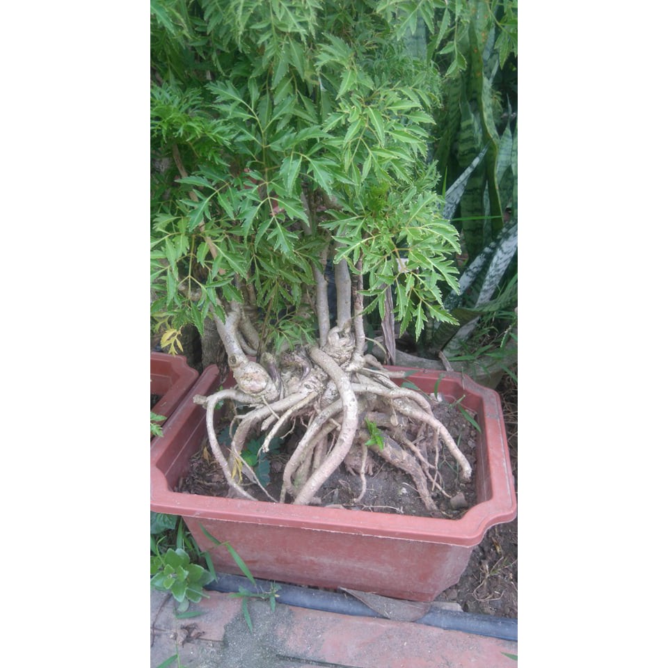 Đinh lăng bonsai