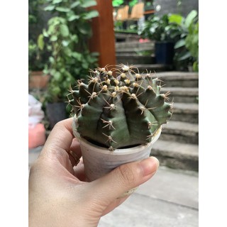 Xương rồng GYMNO VÂN
