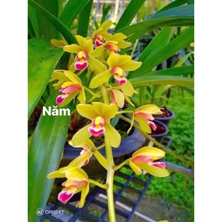 Hoa Lan kiếm Thái(1 cây) HOA TẾT
