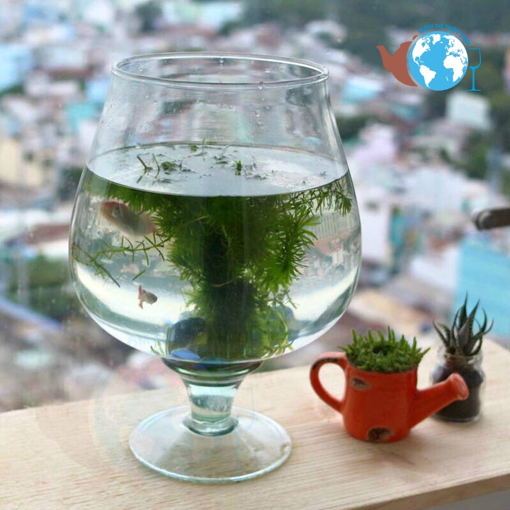 Bể cá thủy tinh 5.4 lít D24cm x H24cm chậu cây ly chân HCLC1 HỒ CÁ LỚN NHẤT-- Tặng kèm sỏi