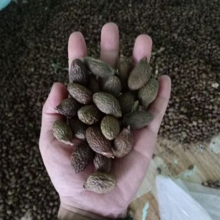 2kg hạt ươi bay chuẩn 100%