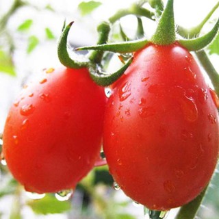 Hạt giống cà chua bi lê đỏ