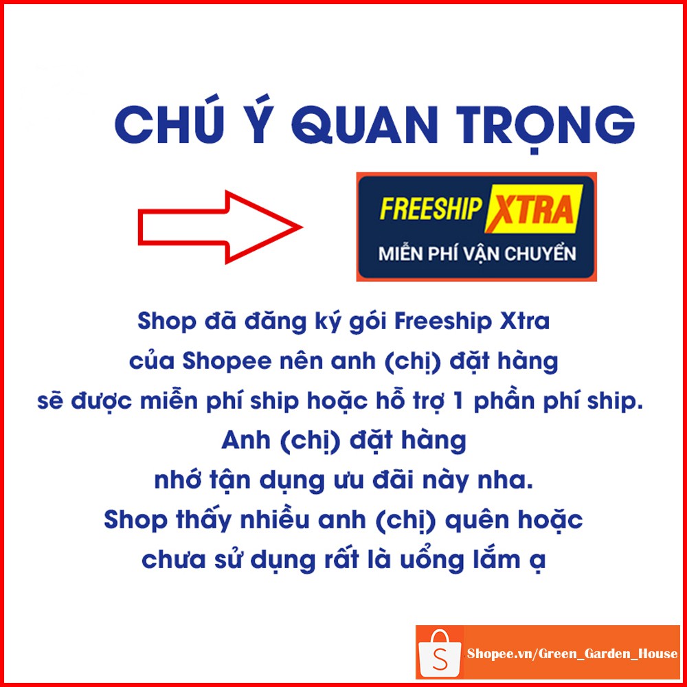 Cây sung Mỹ chuẩn giống F1 quả to mềm ngọt cho ra quả sau 4 tháng - Vườn Xanh Việt