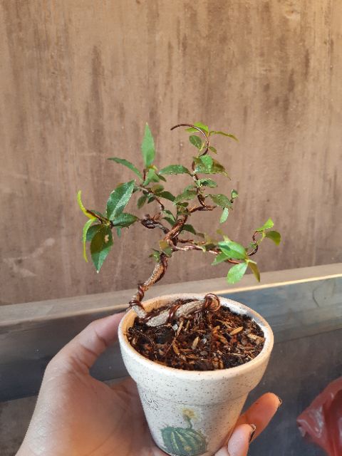 Hồng ngọc mai bonsai siêu mini