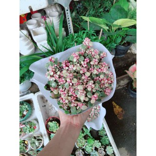 Đô la hồng Bán Chạy