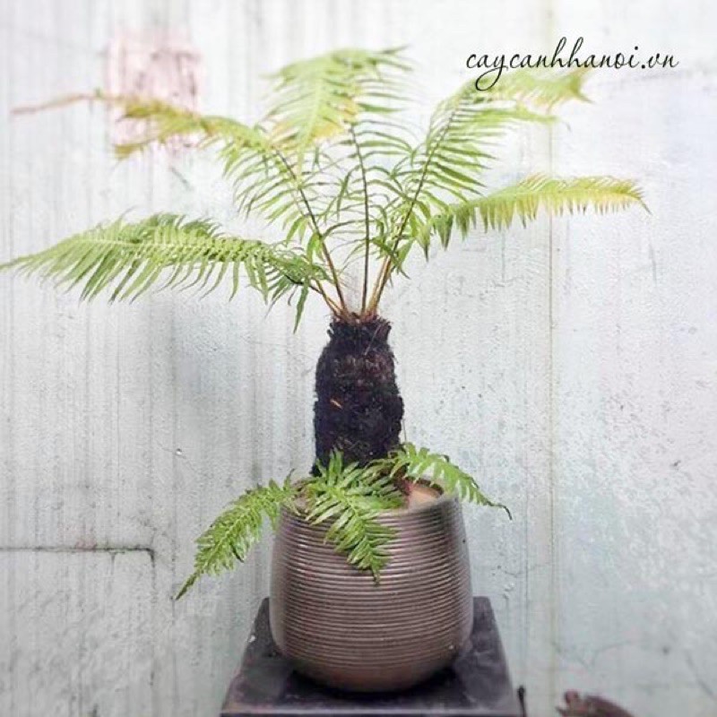 cây dương xỉ thân gỗ( bao sống)