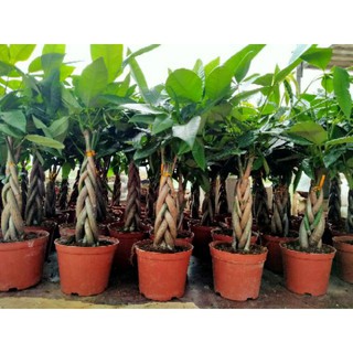 Cây Kim Ngân Thắt Bính