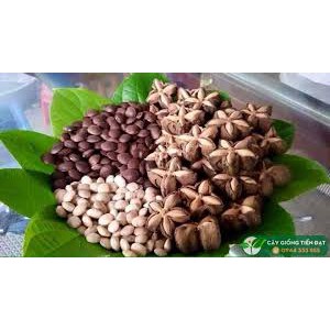 Hạt sachi phơi khô - chưa rang sấy 1000g