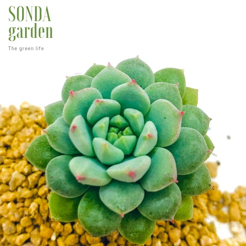 Sen đá dù xanh SONDA GARDEN size mini 2.5-4cm, xuất xứ Đà Lạt, khoẻ đẹp, lỗi 1 đổi 1