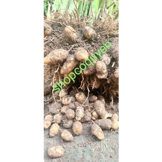 Cây giống củ lùn tròn chậu 5 cây
