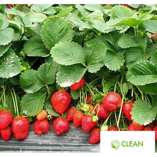 100 Hạt giống Dâu Tây Newzealand Quả To, Chịu Nhiệt (tặng gói kích nẩy mầm và hướng dẫn)